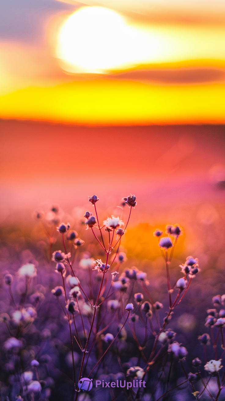 Close-up of delicate wildflowers with thin red stems and white buds in a field during a vibrant sunset with a glowing sun and colorful sky