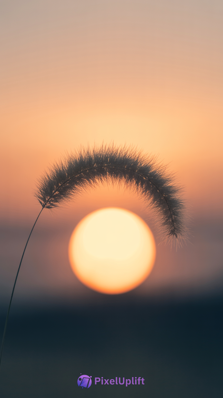 Close-up of dried grass stem with fuzzy top against a glowing sun during sunset with a soft peach and grayish-blue sky